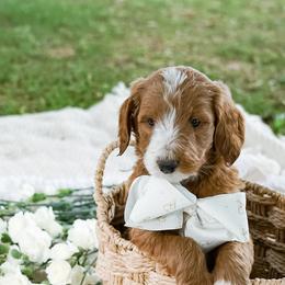 Goldendoodle Puppies from Beloved_doodles_WA