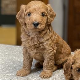 Boone - Brown male Double Doodle puppy in Hendersonville, Tennessee from My Sweetest Doodle