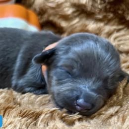 Arlo - Blue and tan male Dachshund puppy in Waseca, Minnesota from Dragonfly Doxies