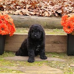Jack - Black male Bernedoodle puppy in Ball Ground, Georgia from Foothills Family Doodles