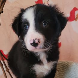 Magic - Black and white male Border Collie puppy in Watsontown, Pennsylvania from Kate Gresham