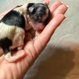 No3 Boy 1 - Black tan and white male Biewer Terrier puppy in Lebanon, Oregon from SD99Biewers