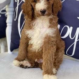 Goldendoodle Puppies from Labradoodleday