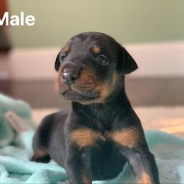 Doberman Pinscher Puppies from Melrae Dobermans