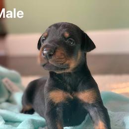 Doberman Pinscher Puppies from Melrae Dobermans