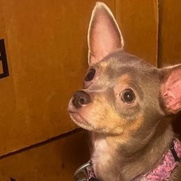 Remmington - Chihuahua