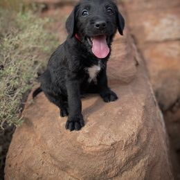 Aussiedoodle and Leopardoodle Puppies from A Puppy Crush