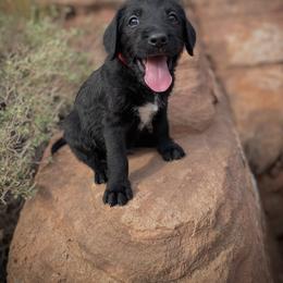 Aussiedoodle and Leopardoodle Puppies from A Puppy Crush