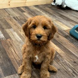 Boy 1 - Red male Australian Cobberdog puppy in Dover Foxcroft, Maine from Faberge Australian Cobberdog