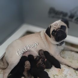 Golden Retriever and Pug Puppies from Ebert Pugs