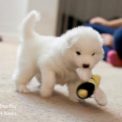 Samoyed Puppies from Desert Rose Samoyeds