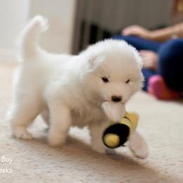 Samoyed Puppies from Desert Rose Samoyeds