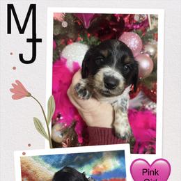 Girl 1 - Piebald female Dachshund puppy in Lind, Washington from MJ Family Farm