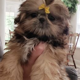 Shih Tzus from Southern Tzu Topia Shih Tzus