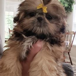 Shih Tzus from Southern Tzu Topia Shih Tzus