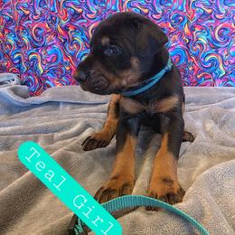 Teal Girl - Black and rust female Doberman Pinscher puppy in Knox, Indiana from Double River Dobermans