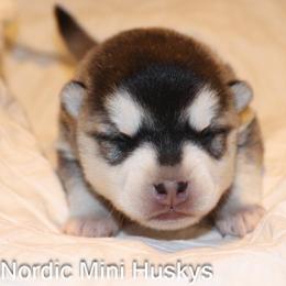 Boy 1 - Black and white male Alaskan Klee Kai puppy in Klamath Falls, Oregon from Nordic Mini Huskys