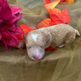 Angel Baby - Cream female Poodle puppy in Hemet, California from Vallevistadoodles