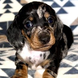 Girl 3 - Black and tan female Dachshund puppy in Fredonia, Arizona from Desert Horizon Dachshunds