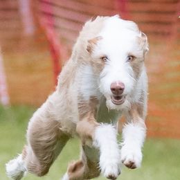 Ibizan Hounds from Atair Acres