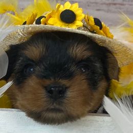 Yellow - Black and tan female Yorkshire Terrier puppy in Albany, Minnesota from Sandy's Yorkshire Terriers