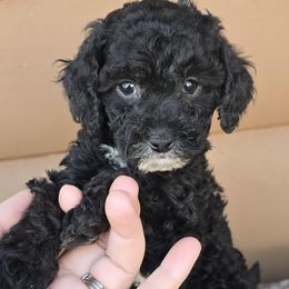 Naomi - Black female Cockapoo puppy in Lebanon, Kentucky from Mosaic Merle Doodles