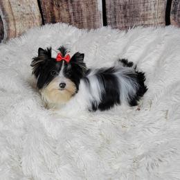 Zorro - Yorkshire Terrier