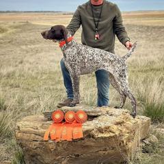 Vee - German Shorthaired Pointer