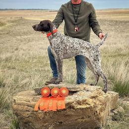 Vee - German Shorthaired Pointer
