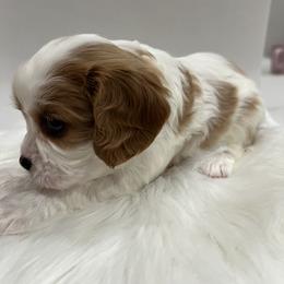 Cavalier King Charles Spaniel Puppies from Beverlywood Cavaliers