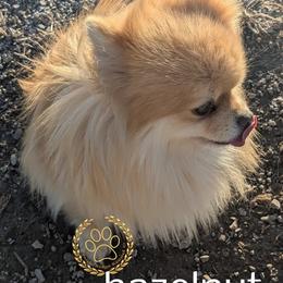 Hazelnut - Pomeranian