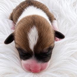Pink Girl - Sable female Pembroke Welsh Corgi puppy in Port St. Lucie, Florida from AW Corgis
