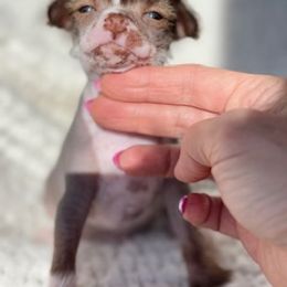Chinese Crested Puppies from Royal Chinese Crested