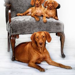 Vizsla Puppies from Encore Vizsla