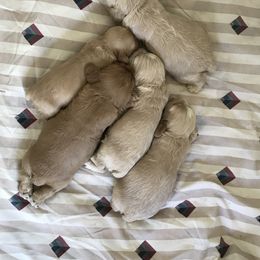 Cocker Spaniel Puppies from Sweet Cockers