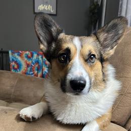 Topher - Pembroke Welsh Corgi