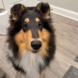 Biscuit - Black white and tan female Collie puppy in Baltimore, Maryland from Clarity