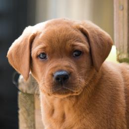 Labrador Retriever Puppies from Pondside Retrievers