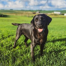 Georgie - Labrador Retriever