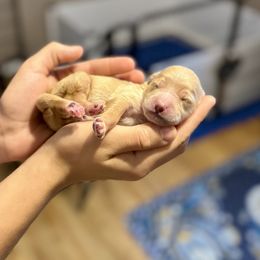 Aspen - Red  male Goldendoodle puppy in Haltom City, Texas from Ohana Doodles