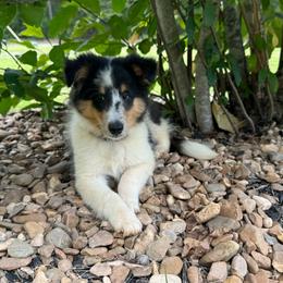 Aspen's Boy 1 - Blue merle white and tan male Shetland Sheepdog puppy in Shirley, Arkansas from Lucky Pups
