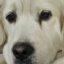 PJ - Golden Retriever