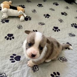 Concorde - Sable merle and white male Cardigan Welsh Corgi puppy in San Antonio, Texas from White Paws Cardigan Corgis