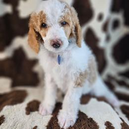 Chaps - Parti male Poodle puppy in Mcbain, Michigan from Northern Creek