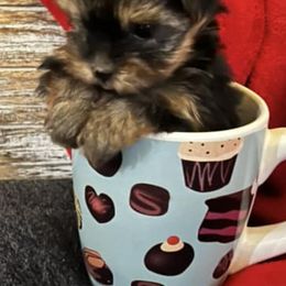 Yorkshire Terriers from De La Cruz Yorkies