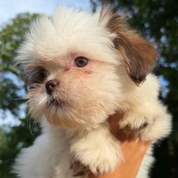 Archie - Brindle and white male Shih Tzu puppy in Chattanooga, Tennessee from Joy-Fur Puppies