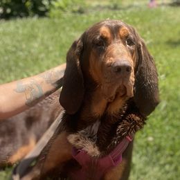Willow - Bloodhound