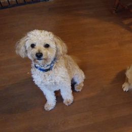 Aussiedoodles from Fostersfollies