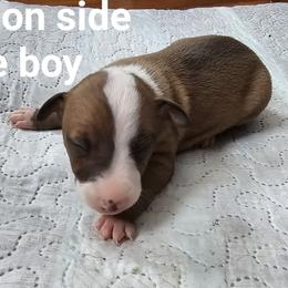 Red size blaze - Red male Italian Greyhound puppy in Phillips, Maine from Maplewood Italian Greyhounds
