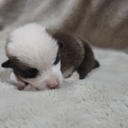 Grey Collar Female - Red female Pembroke Welsh Corgi puppy in Tenino, Washington from LoneStar Corgis NW